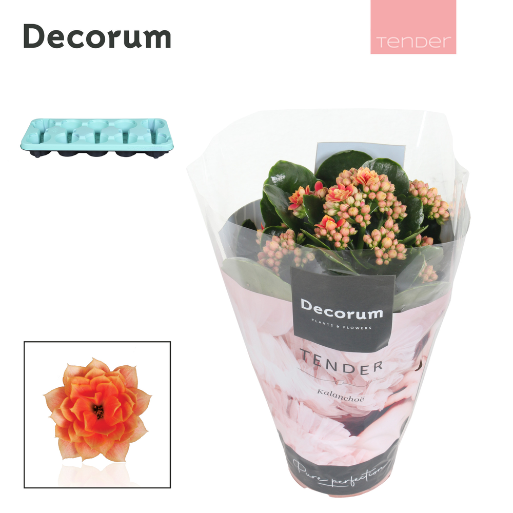 Kalanchoe Decorum TENDER - Serenity Peach.
