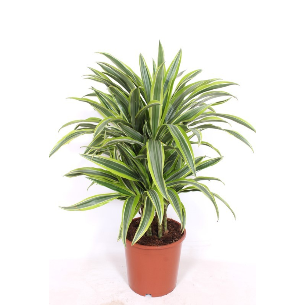 Dracaena Lemon Lime.