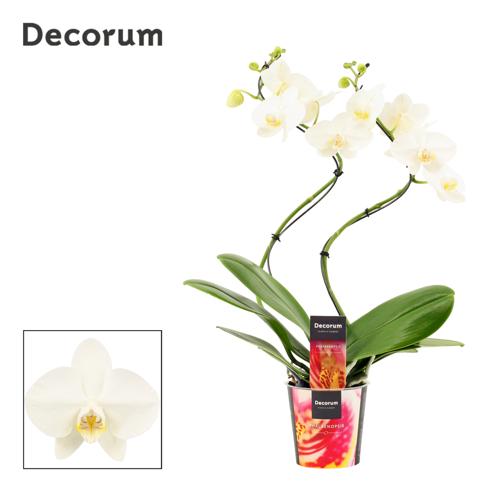 Phalaenopsis hurricane wit (Decorum).