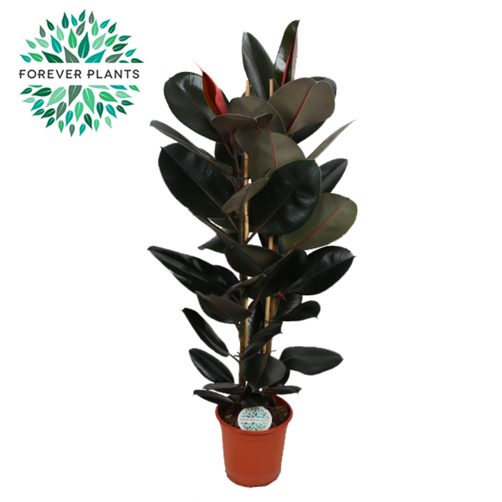 Ficus Elastica Abidjan p24.