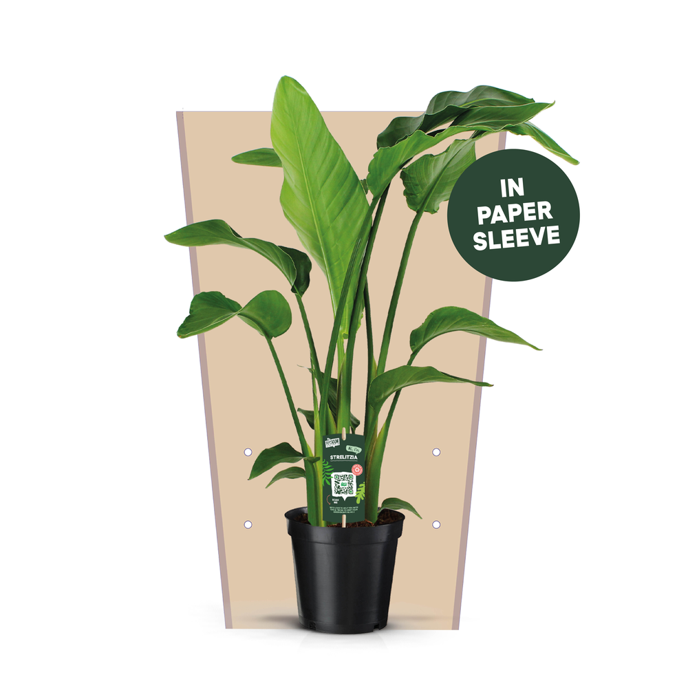 Strelitzia Nicolai 19 3 STEKKEN!.