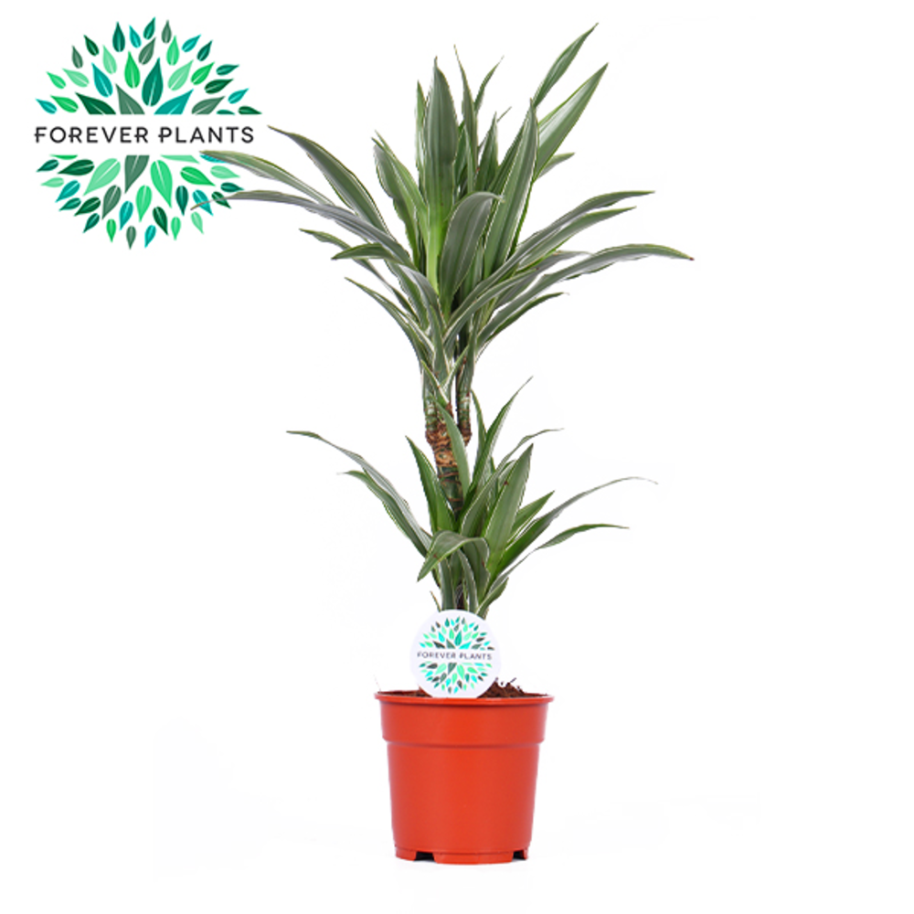 Dracaena Warneckei p17, 30+10.