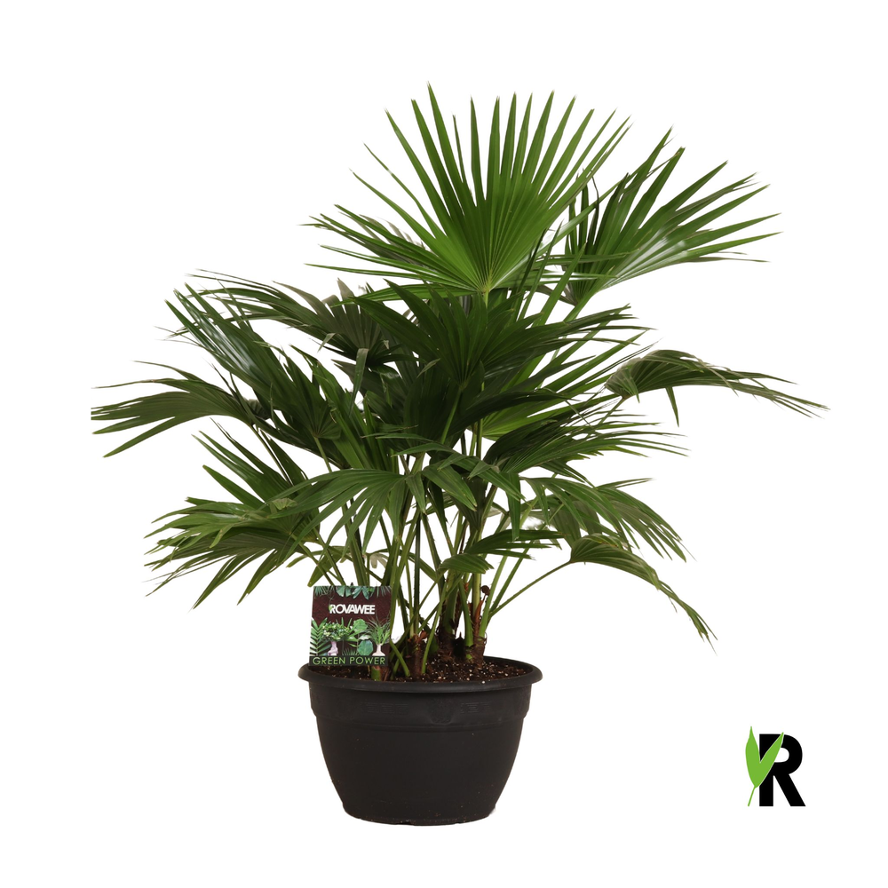 Livistona chinensis 6 per pot.