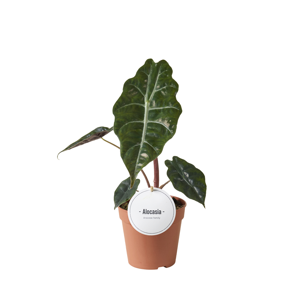 Alocasia Chantrieri.