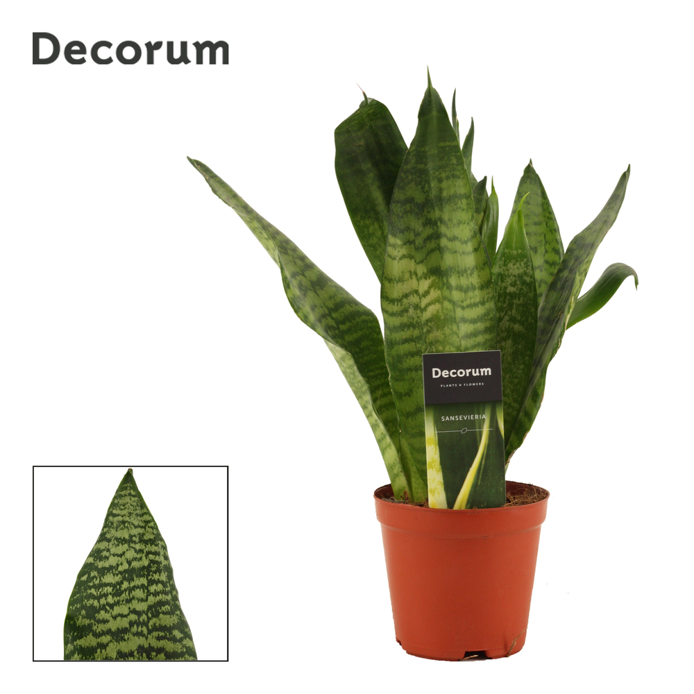 Sansevieria Super Green 12 cm (Decorum).
