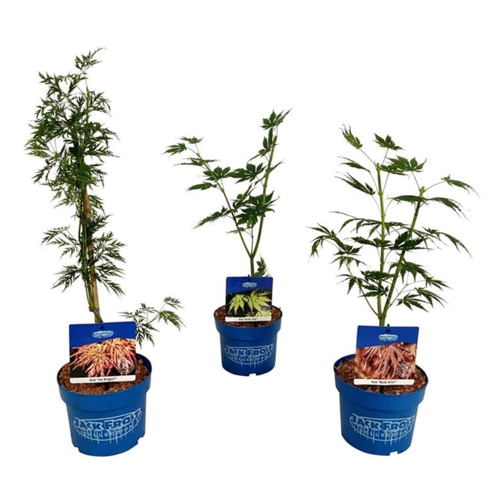 Mixlaag Acer JACK FROST® collection.