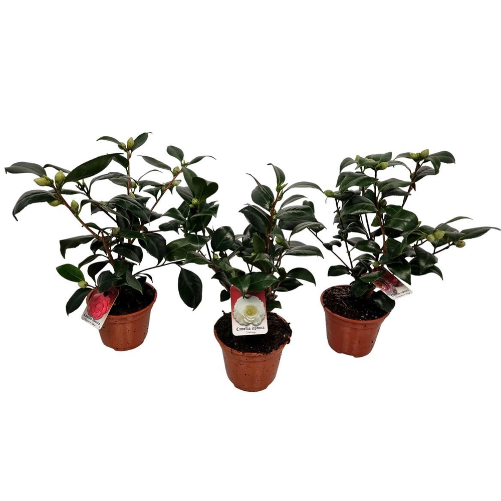 Camellia Japonica Mix.
