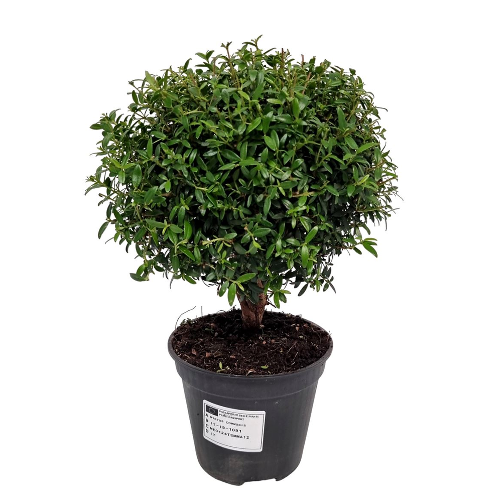 Myrtus Communis Stem - 1091.