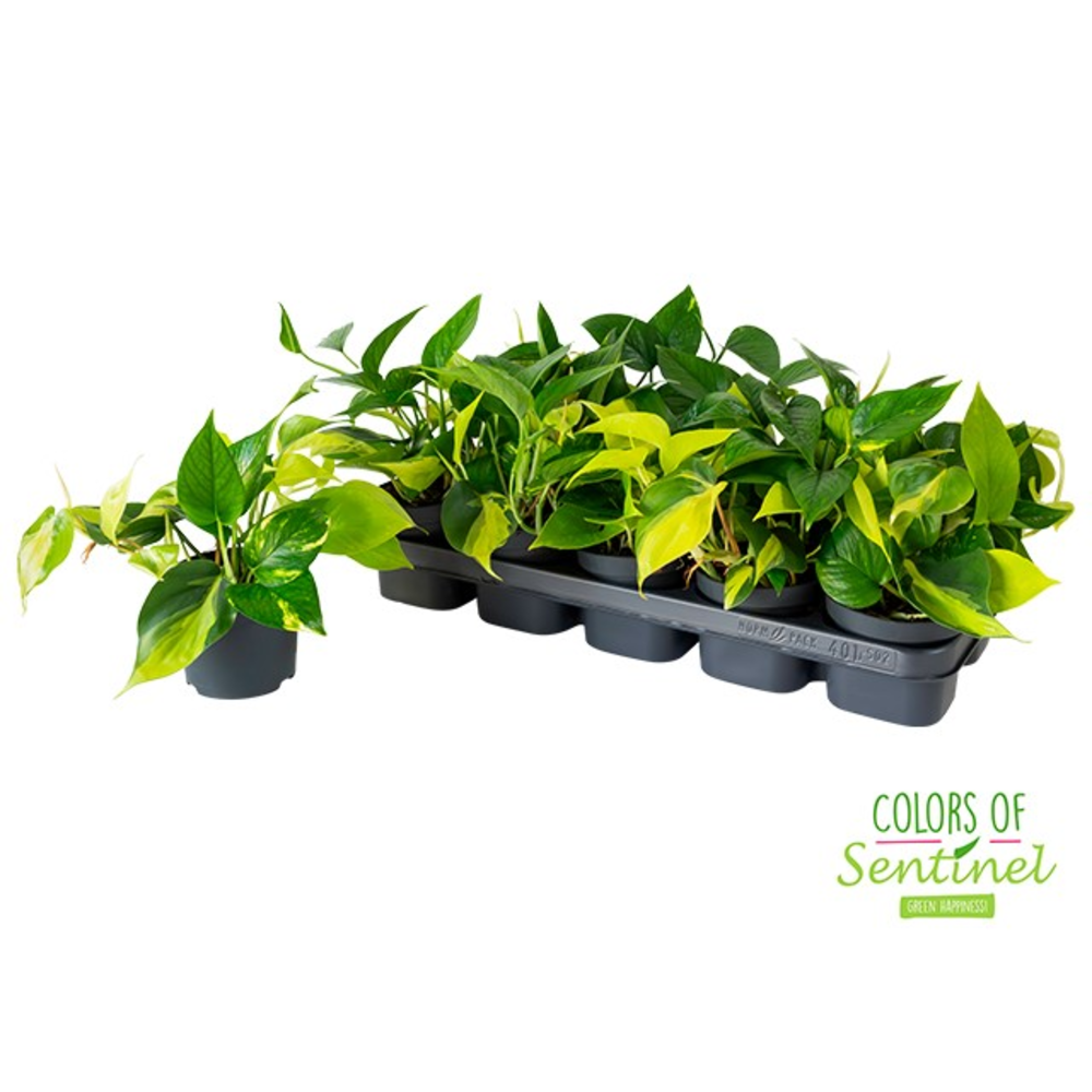 Epipremnum pinnatum Tricolore GO/A/B.