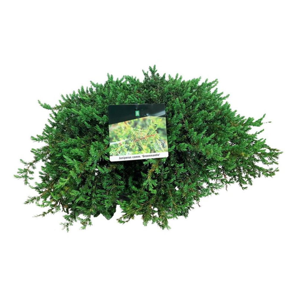 Juniperus comm. 'Greenmantle'.