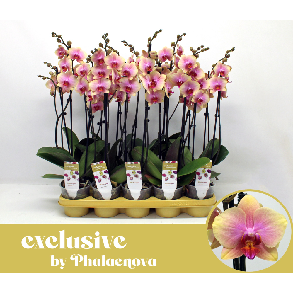 Malmo 2-tak 60cm (RIJP).