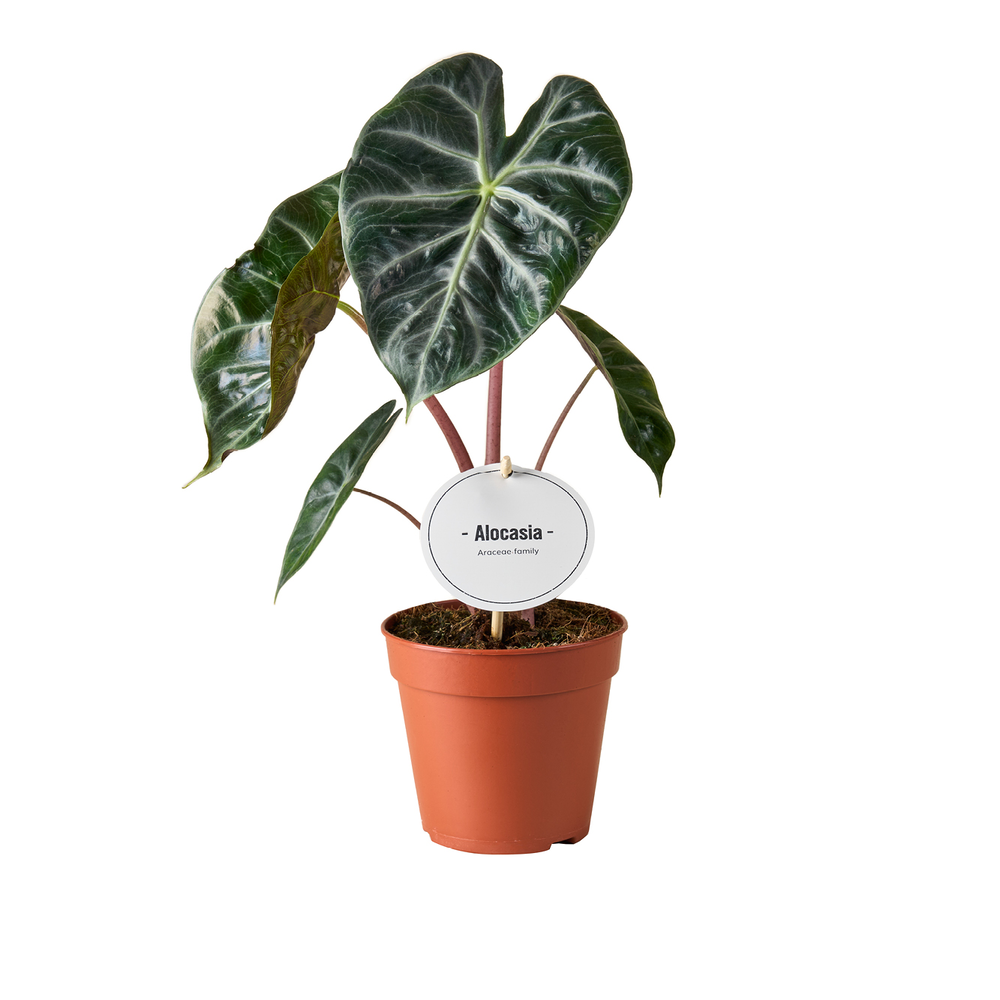 Alocasia Pink Dragon.