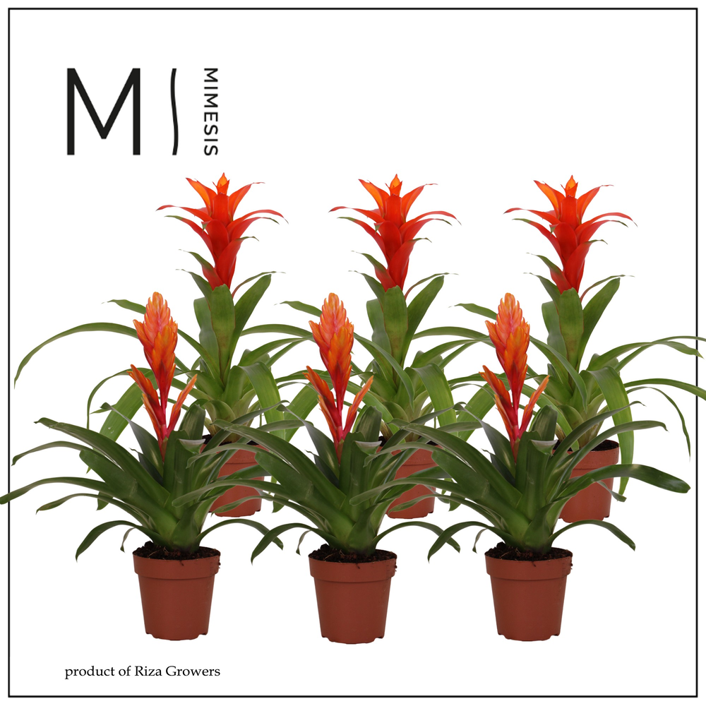 Mimesis Bromelia Orange - 12 cm.