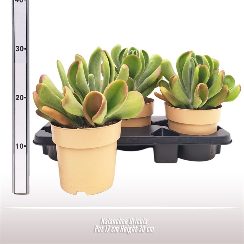 Kalanchoe Oricula.