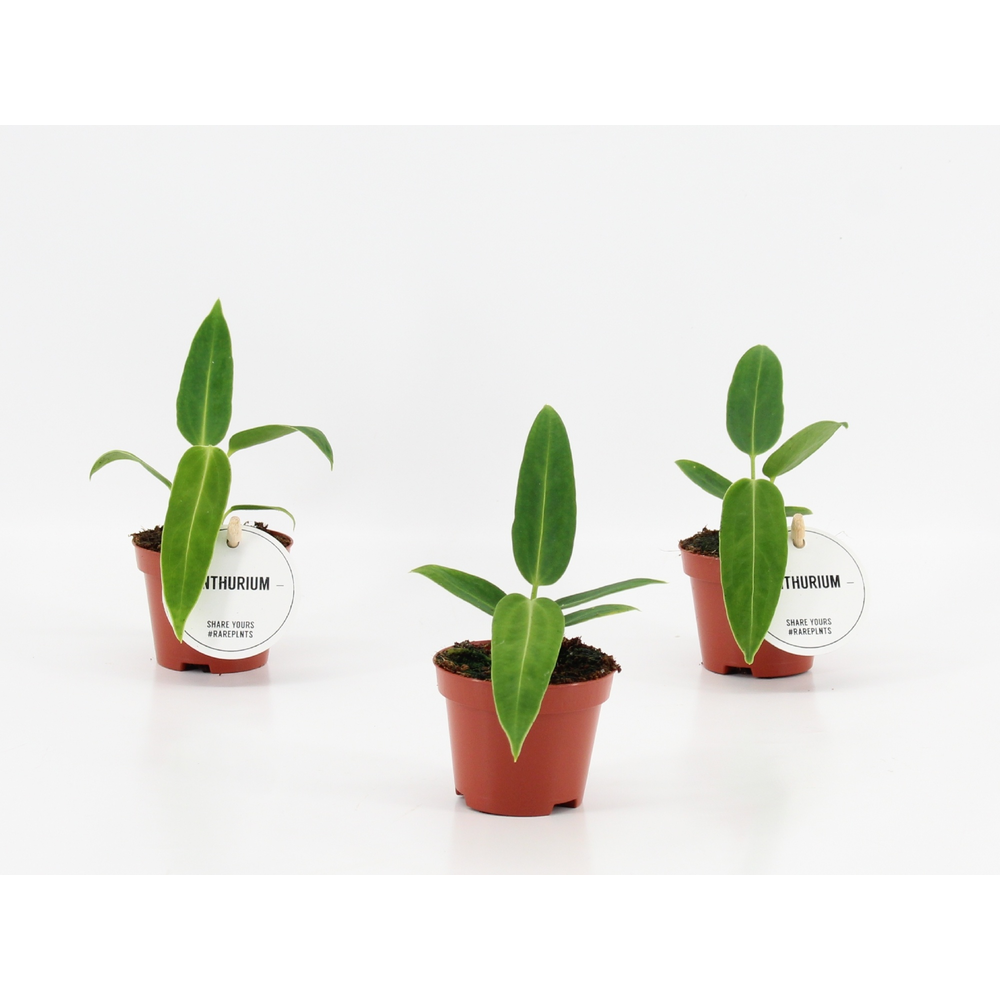 Anthurium Warocqueanum.