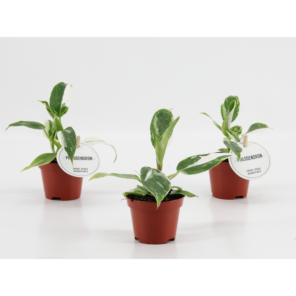 Philodendron White Princess.