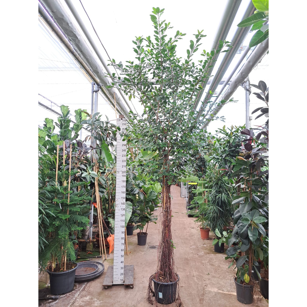 Ficus Natalensis Lynn multistam met luchtwortels.