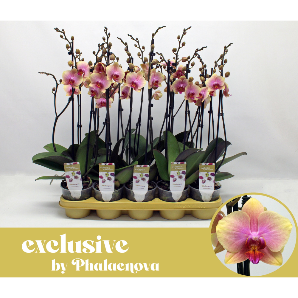 Malmo 2-tak 60cm (GROEN).