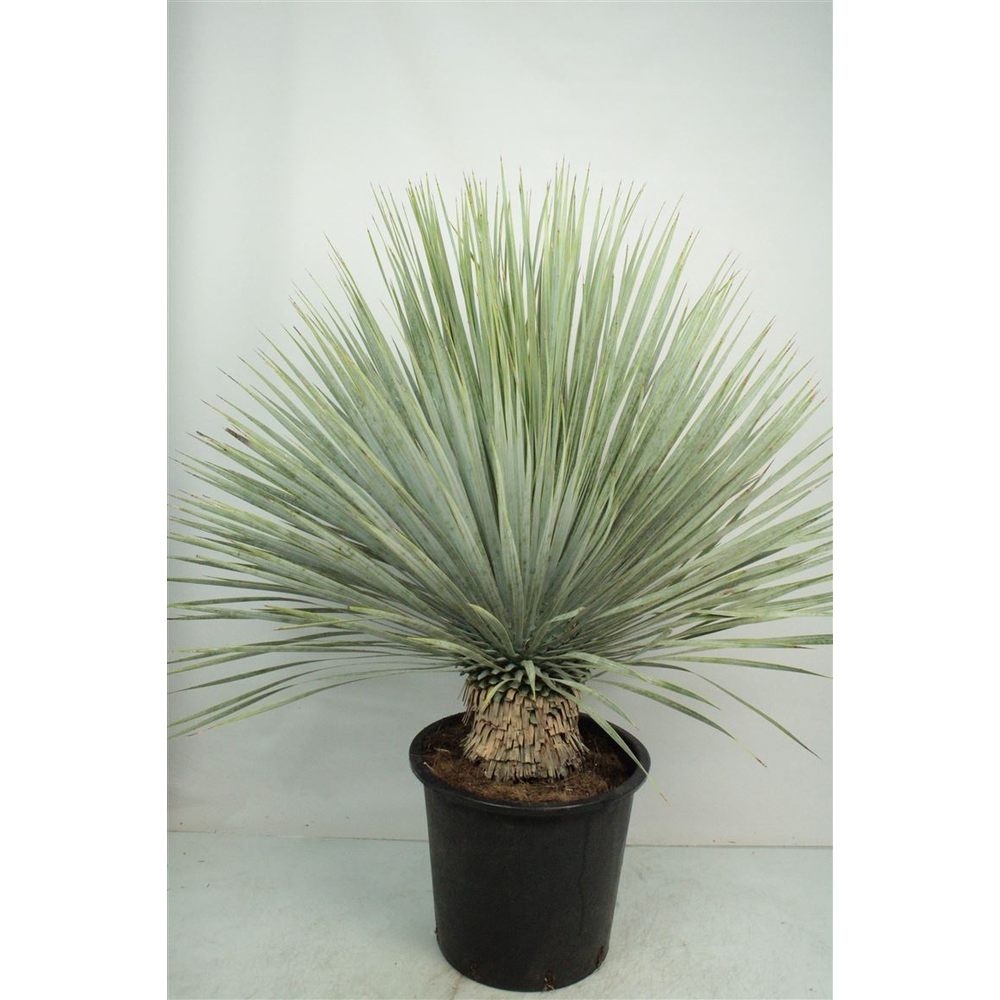 Yucca Rostrata.