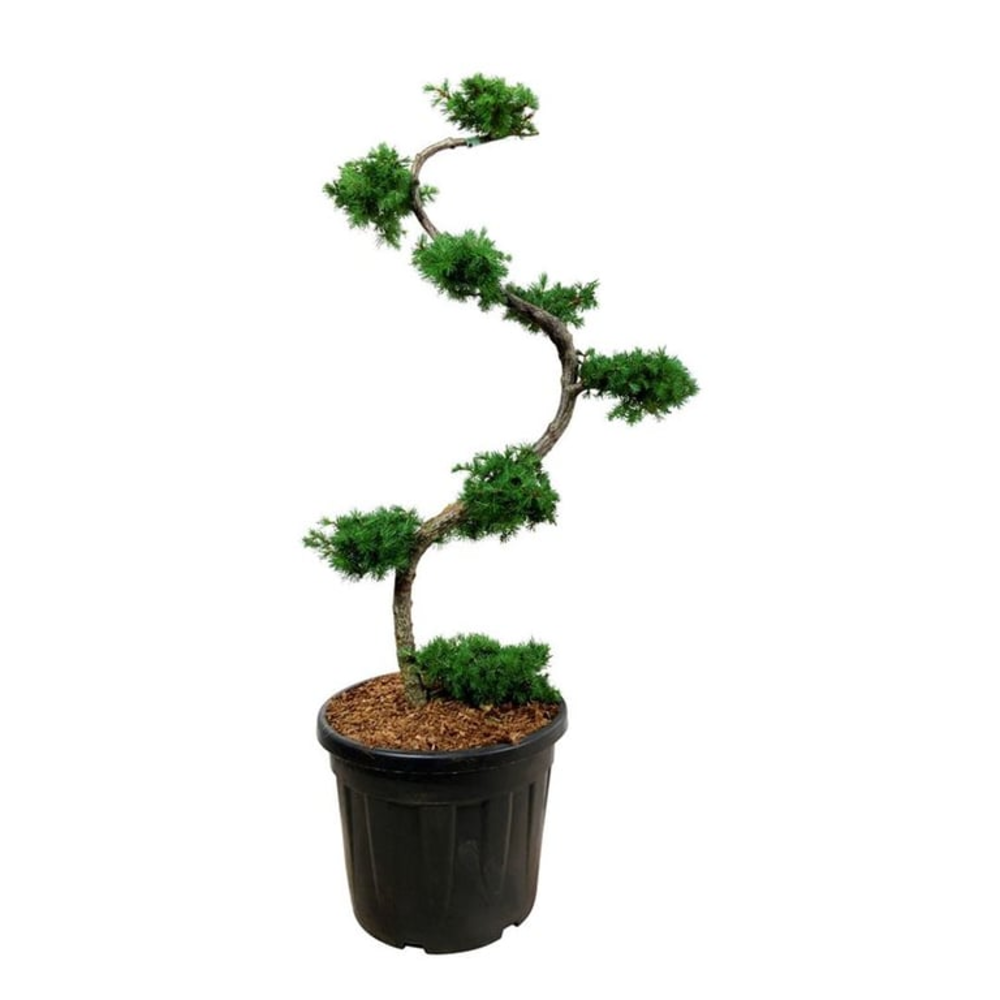 Larix kaempferi.