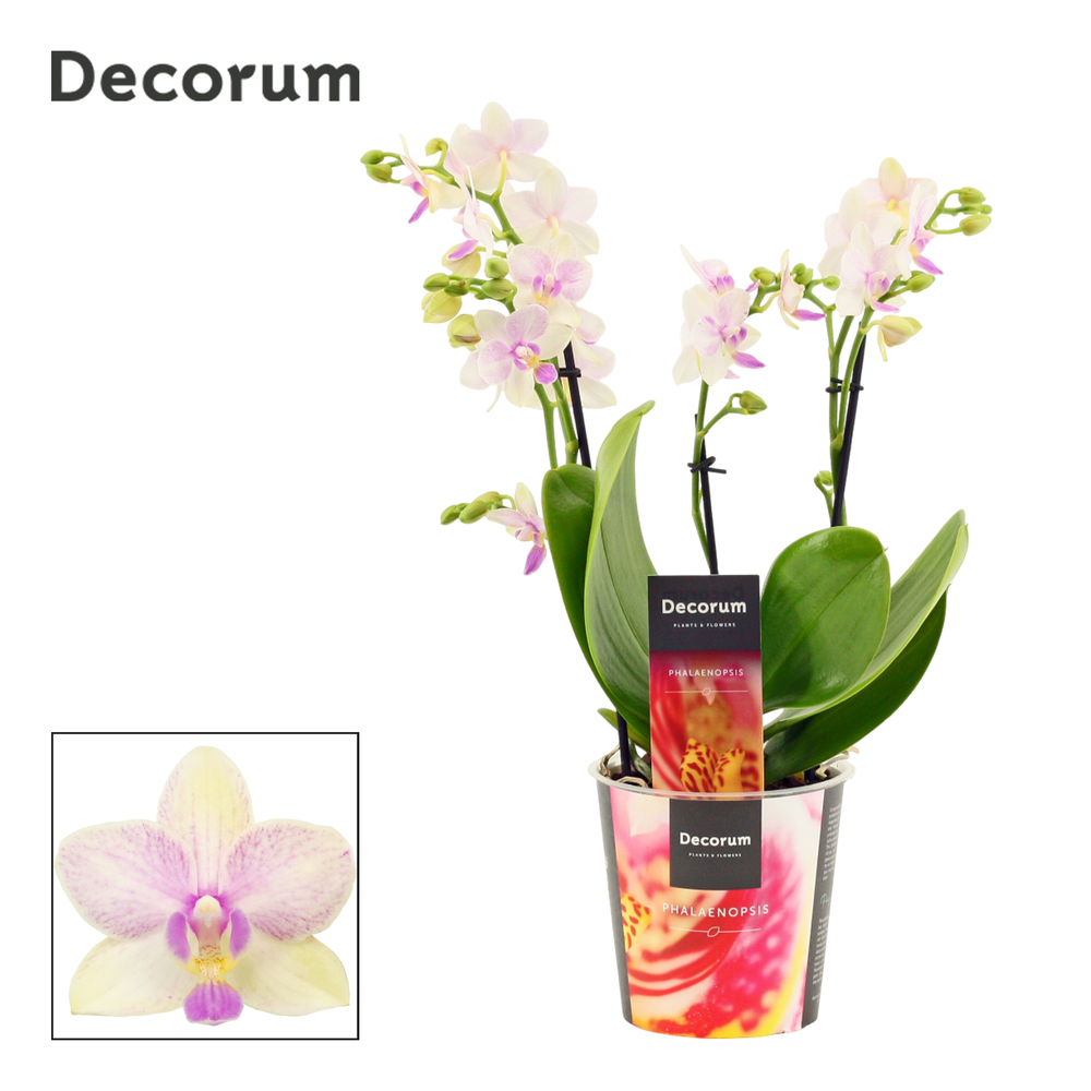Phalaenopsis dazzling Blossom bliss 3-4 tak (Decor.