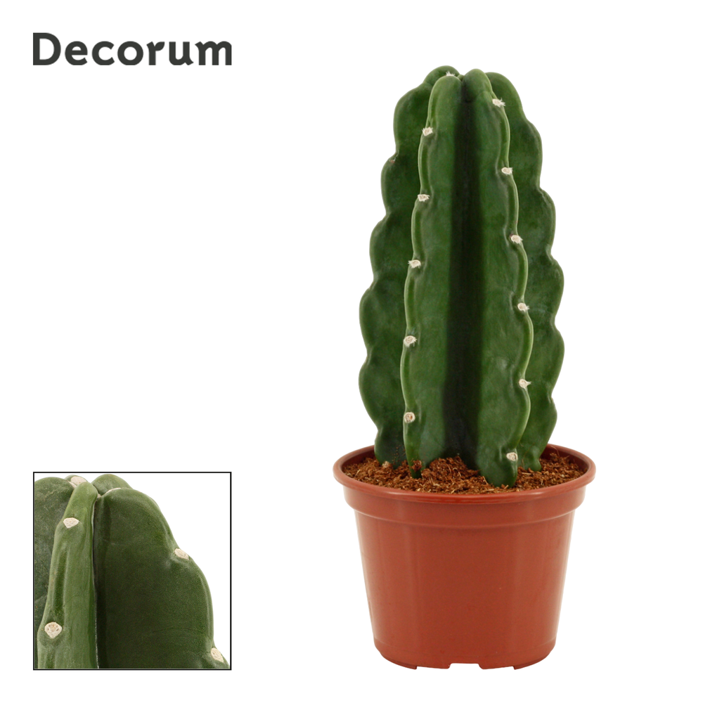 Cuddly Cactus 14 cm (Cereus Jamacaru) (Decorum).