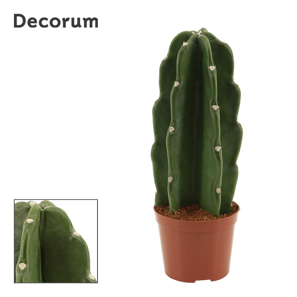 Cuddly Cactus 9 cm (Cereus Jamacaru) (Decorum).