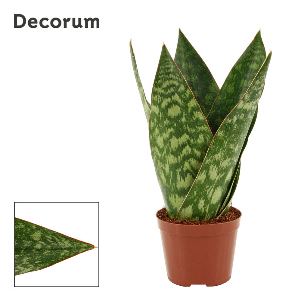 Sansevieria Jamaiquina Queen 9 cm (Decorum).