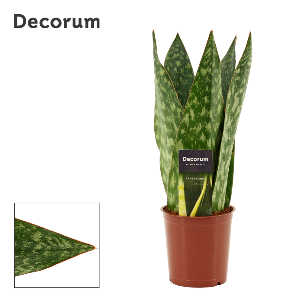 Sansevieria Jamaiquina Queen 12 cm (Decorum).