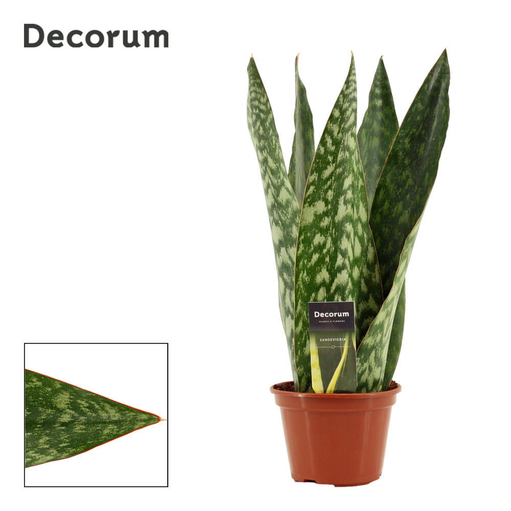 Sansevieria Jamaiquina Queen 14 cm (Decorum).