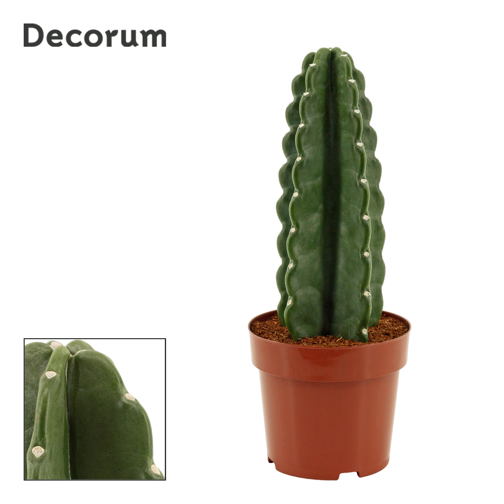 Cuddly Cactus 17 cm (Cereus Jamacaru) (Decorum).