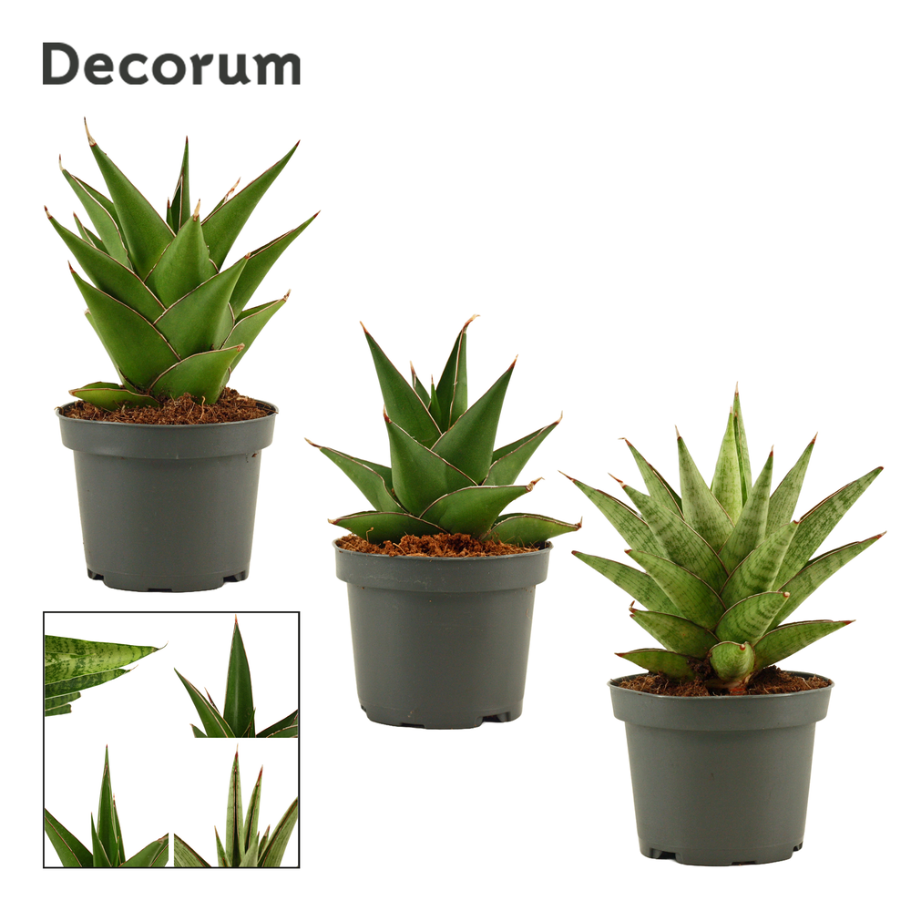 Sansevieria Crown mix 9 cm (Decorum).