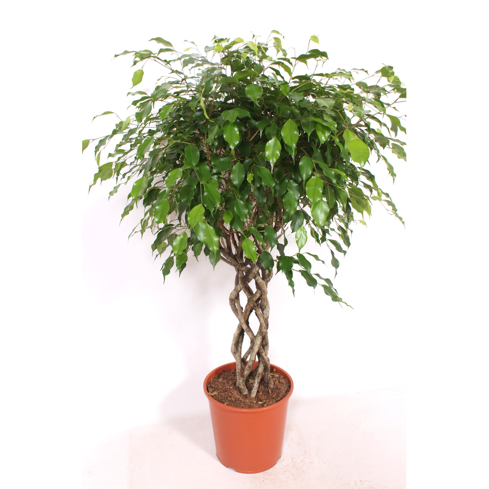 Ficus Exotica.