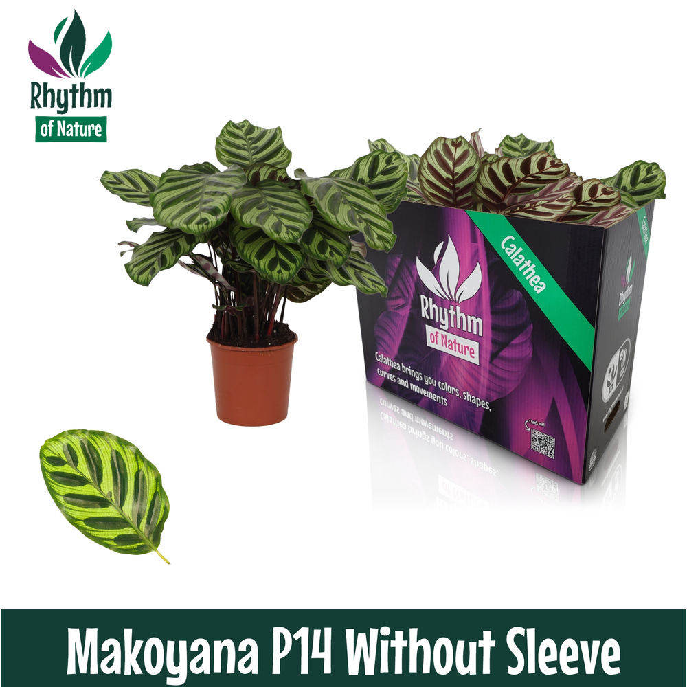 Calathea 14cm Makoyana Rhythm of Nature zonder hoe.