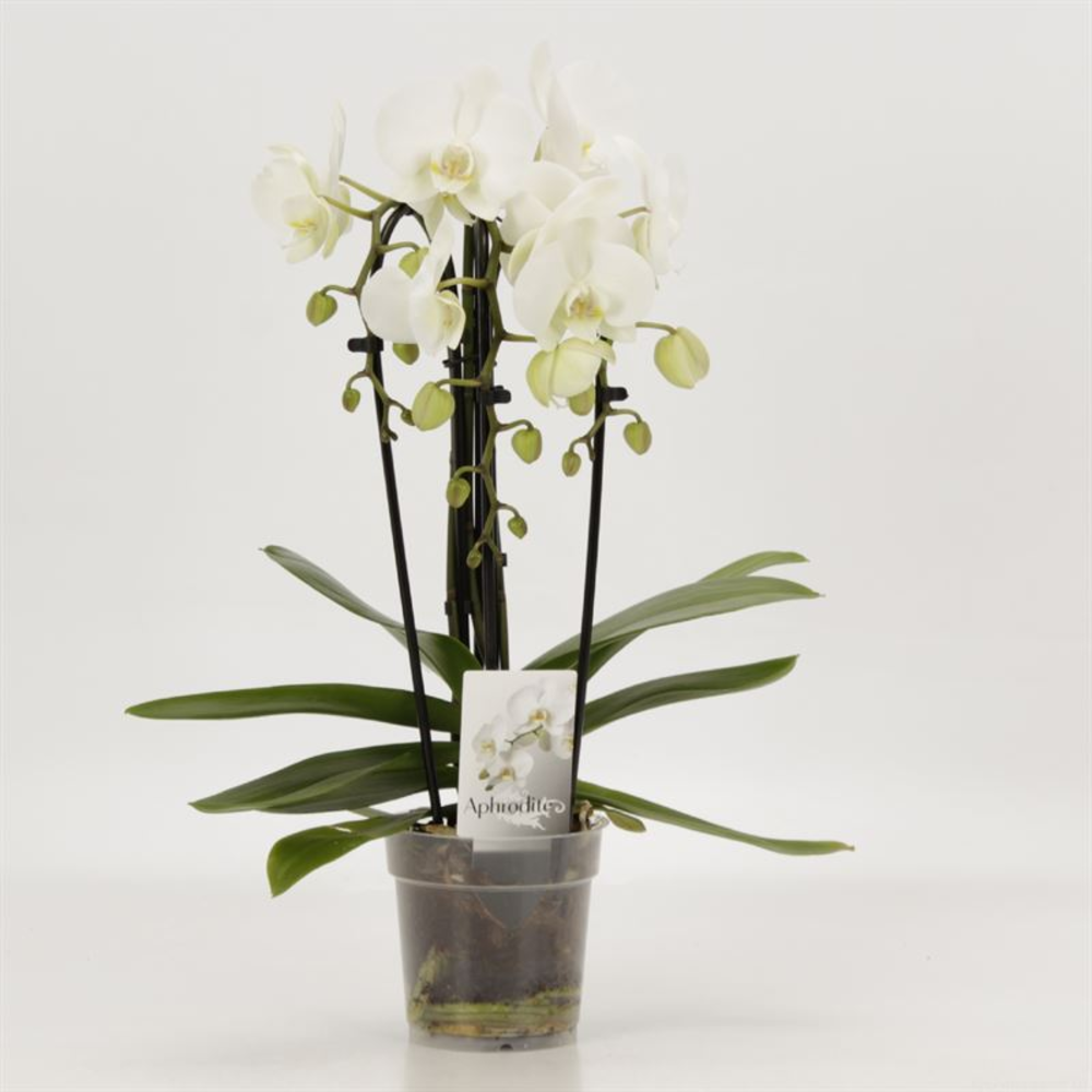 Phalaenopsis Elegant Cascade Cascade Triboga Wit.