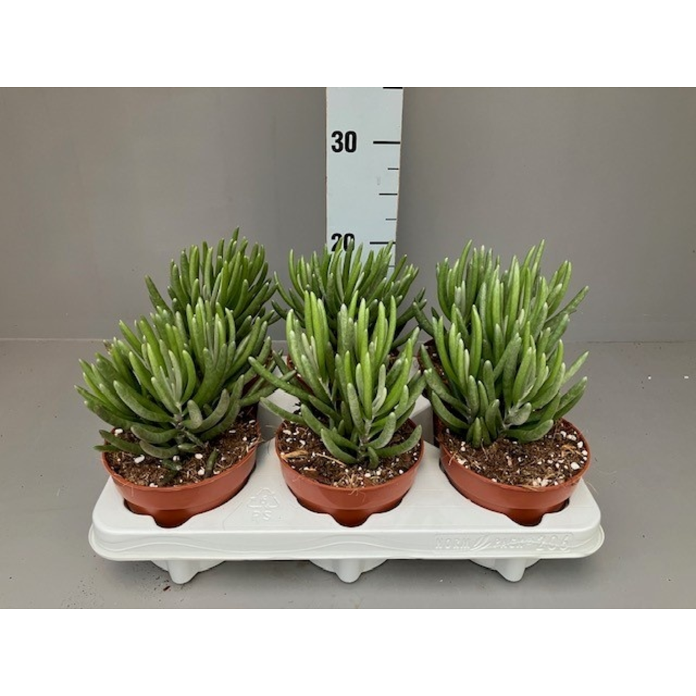 Senecio pyramidatus.