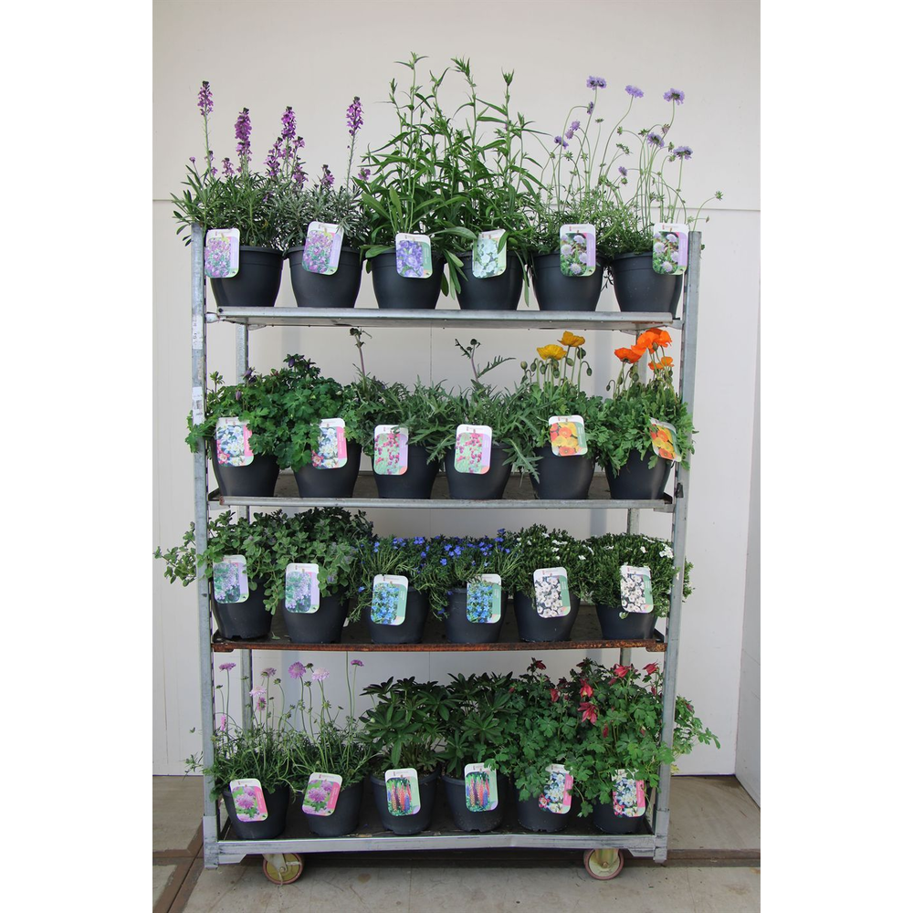 Vaste planten mix kar.