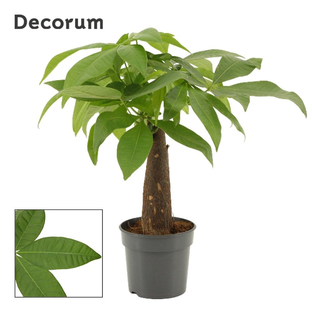 Pachira 9 cm trunk ((Decorum).