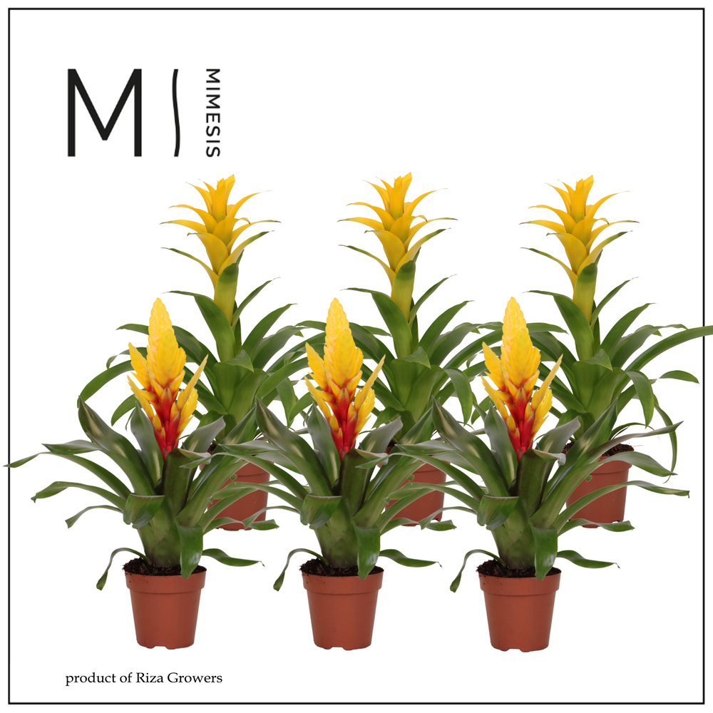 Mimesis Bromelia Yellow - 12 cm.