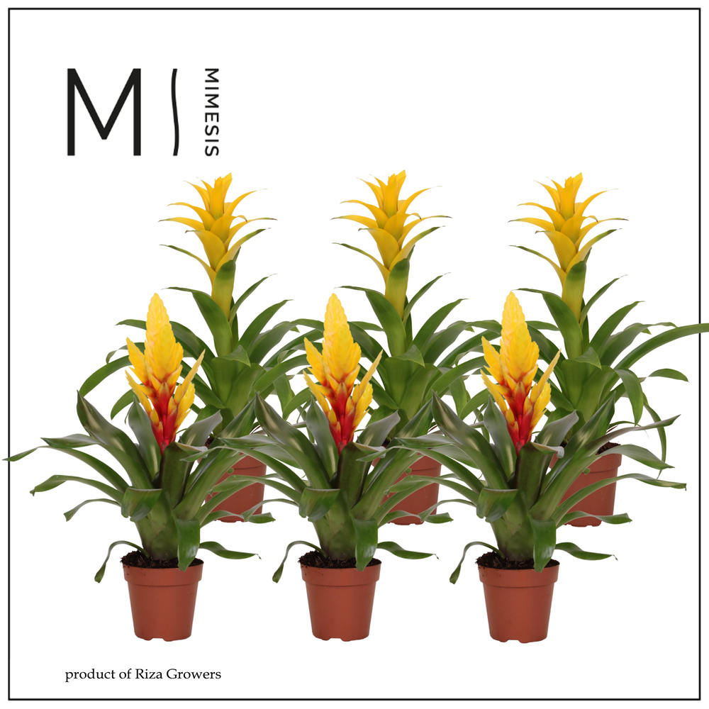 Mimesis Bromelia Yellow - 12 cm.