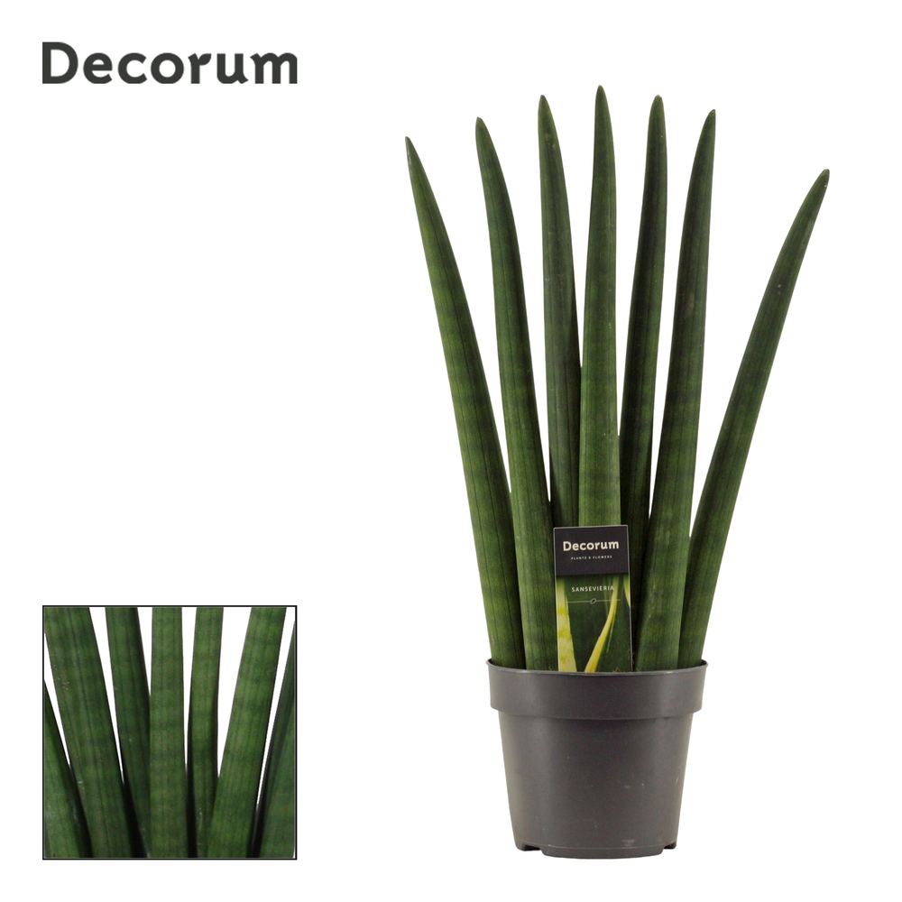 Sansevieria Cylindrica 14 cm Fan (Decorum).