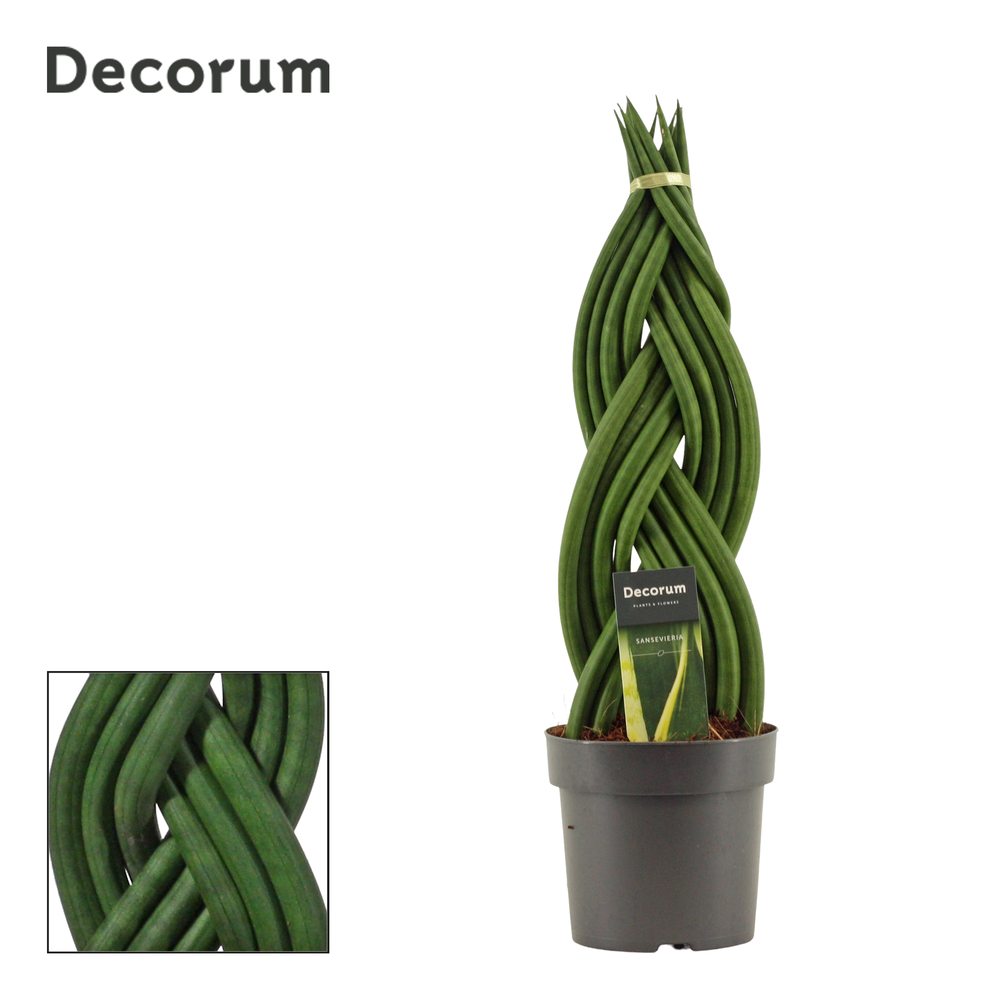 Sansevieria cylindrica 14 cm braid (Decorum).