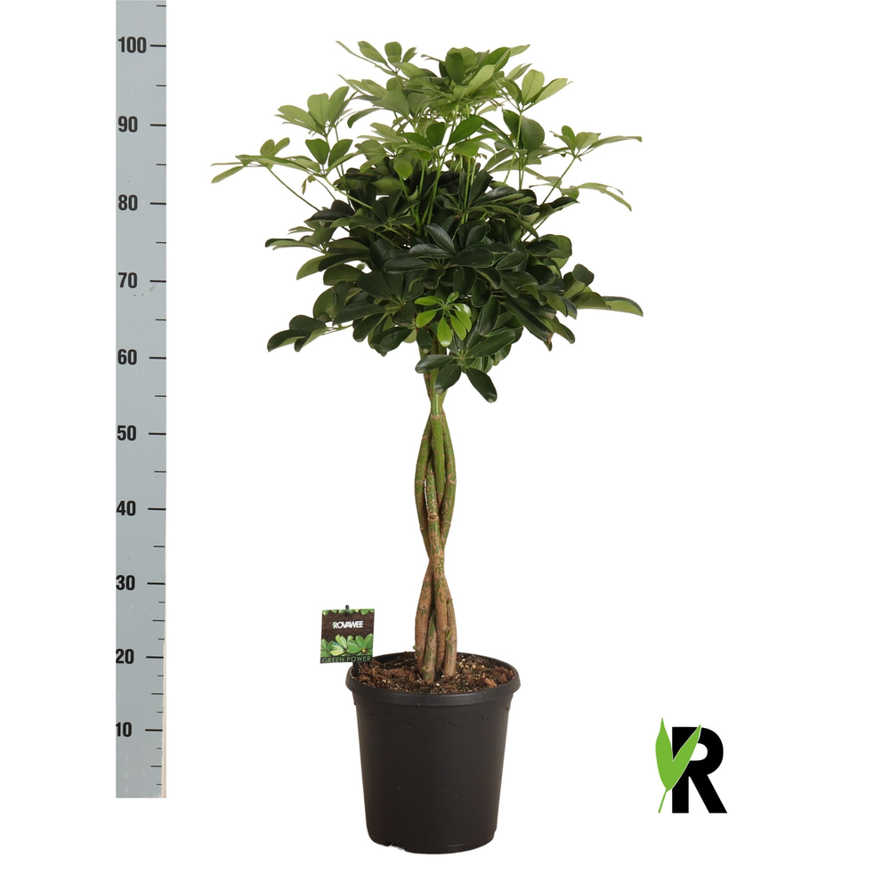 Schefflera arb. Compacta gevlochten stam.
