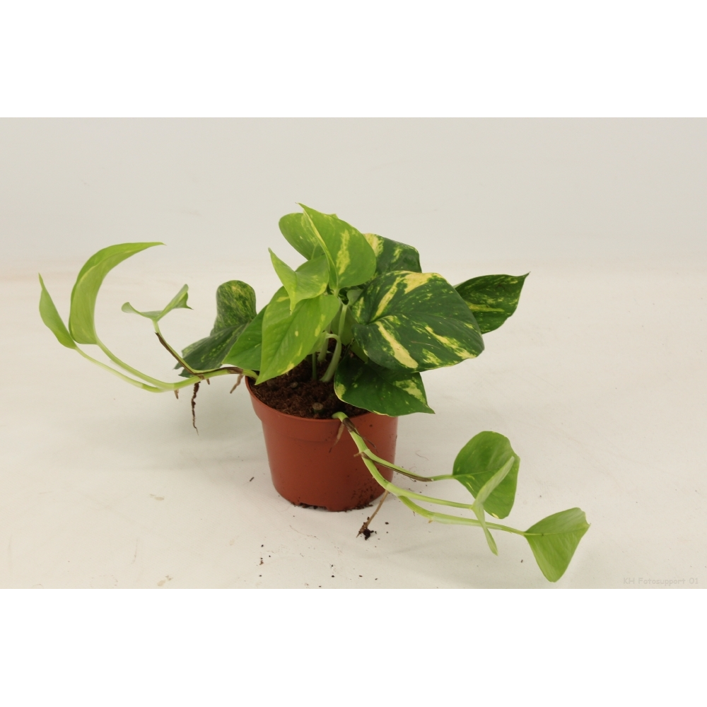 Epipremnum aureum 12 cm.