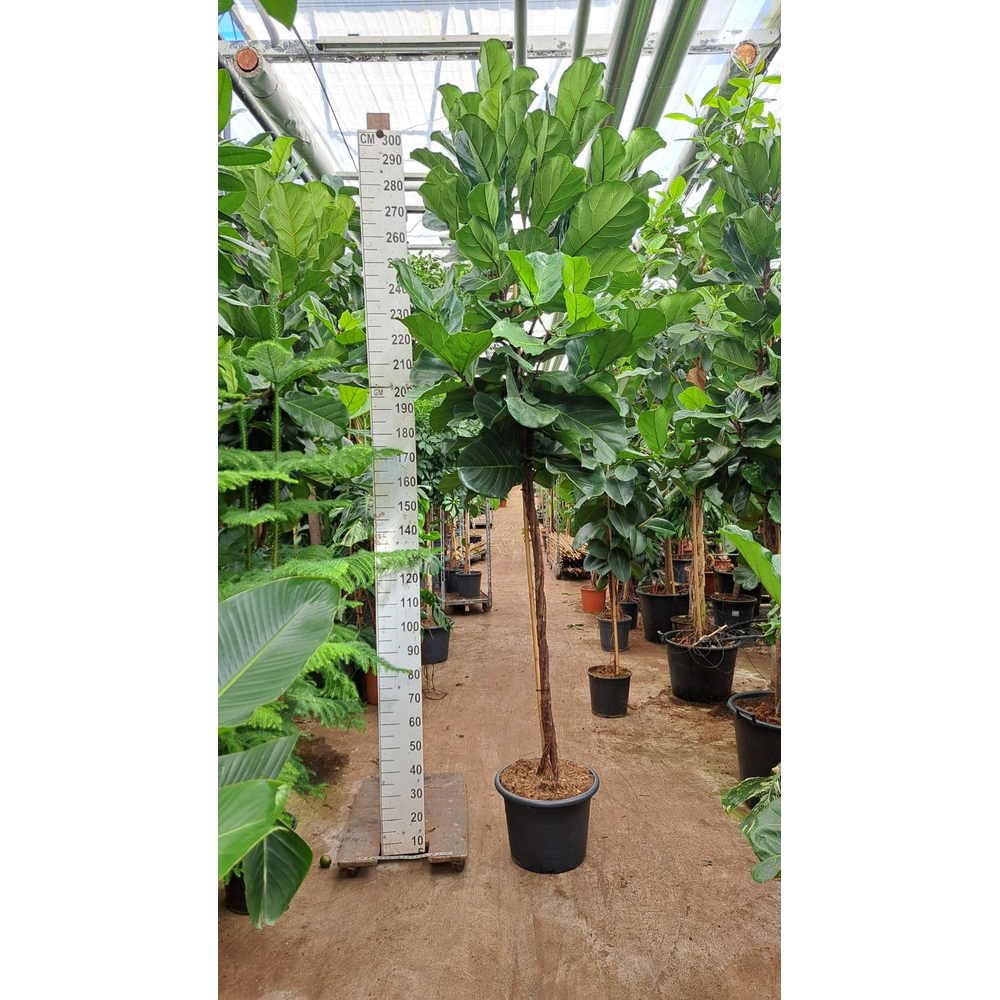 Ficus Lyrata gedraaide stam 300.