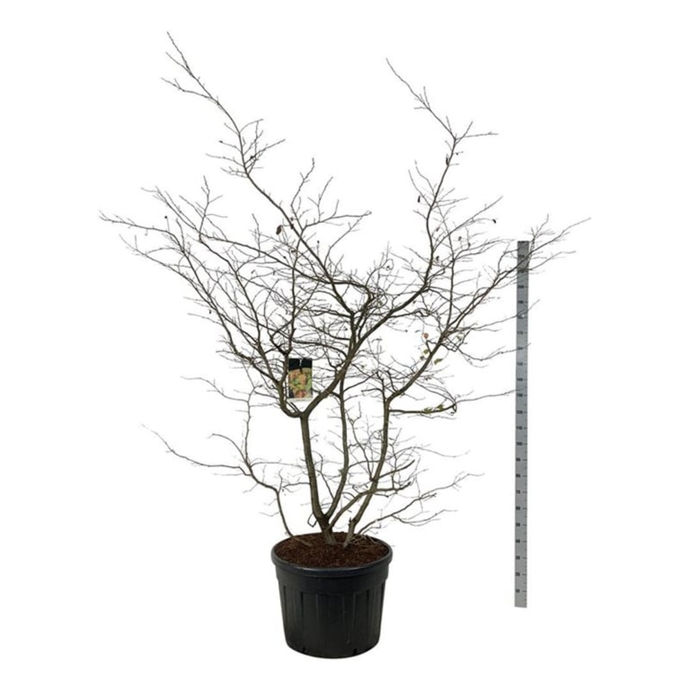 Parrotia persica.
