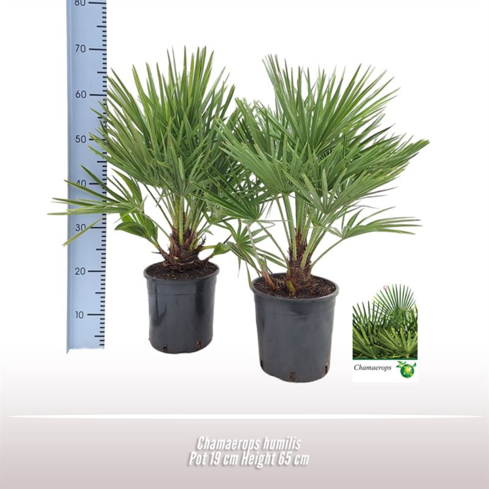 Chamaerops humilis.