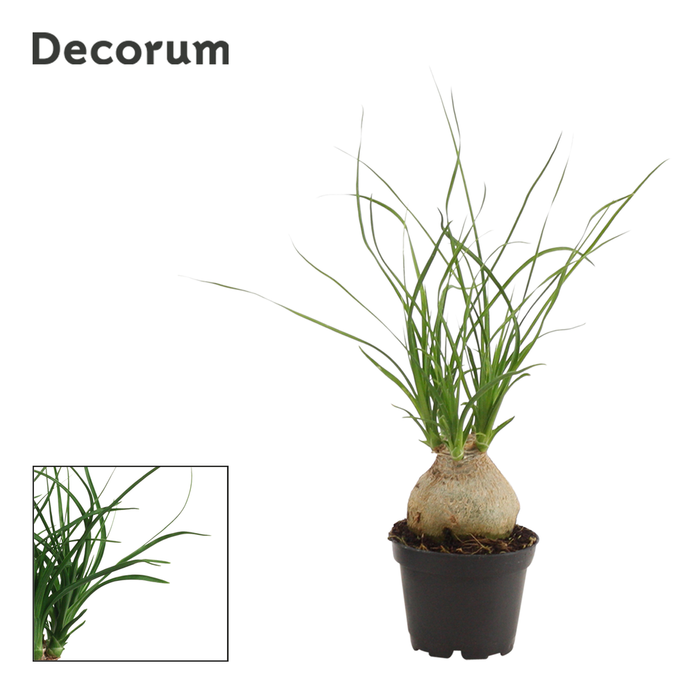 Beaucarnea bol 6 cm (Decorum).