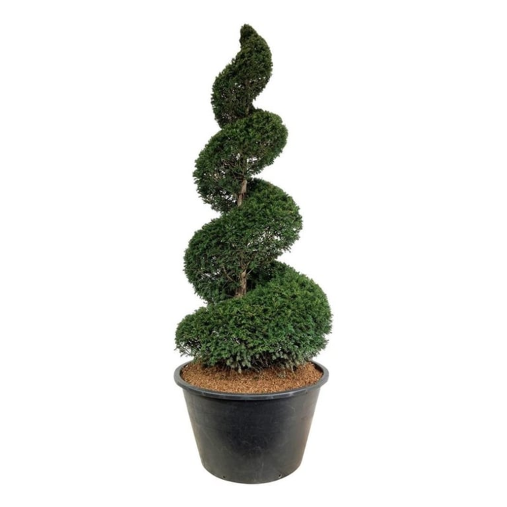 Taxus baccata.