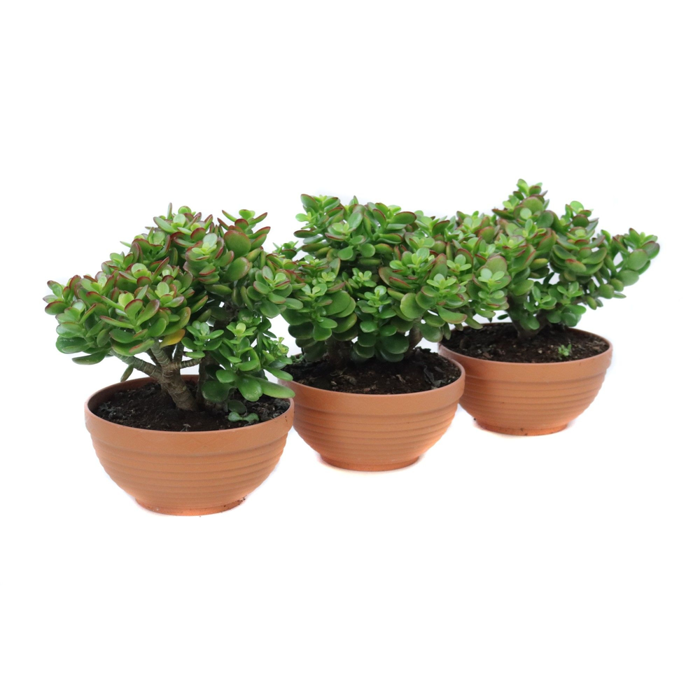Crassula minor schaal 17 cm.